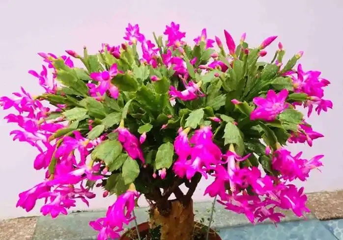 7種花真「勤快」,隨便養一盆,四季有花看,堪稱「花機器」