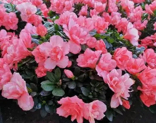 7種花真「勤快」,隨便養一盆,四季有花看,堪稱「花機器」