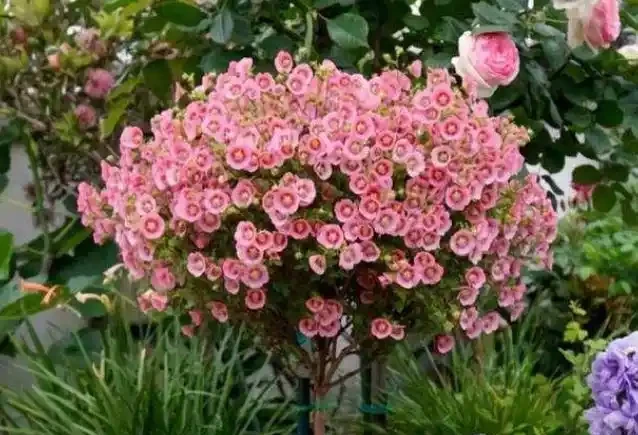 7種花真「勤快」,隨便養一盆,四季有花看,堪稱「花機器」