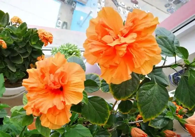 7種花真「勤快」,隨便養一盆,四季有花看,堪稱「花機器」