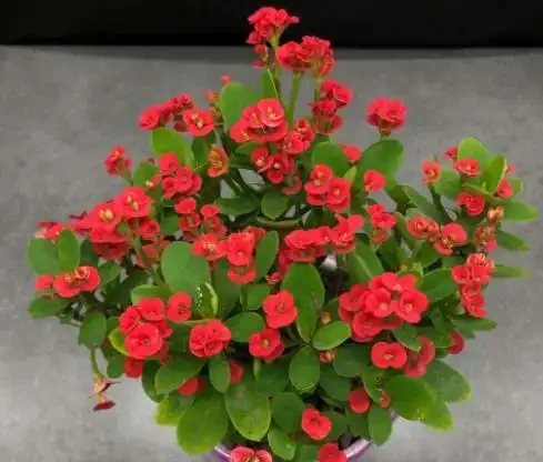 7種花真「勤快」,隨便養一盆,四季有花看,堪稱「花機器」