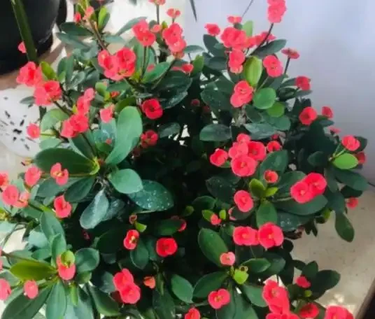 7種花真「勤快」,隨便養一盆,四季有花看,堪稱「花機器」