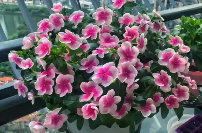 7種花真「勤快」,隨便養一盆,四季有花看,堪稱「花機器」