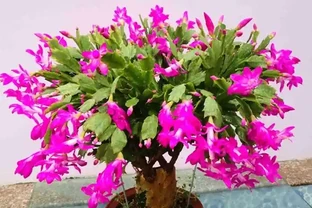 7種花真「勤快」，隨便養一盆，四季有花看，堪稱「花機器」