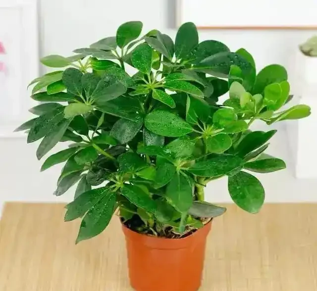 早春養鴨腳木,學會澆「4種水」,葉片碧綠油亮,觀賞價值高