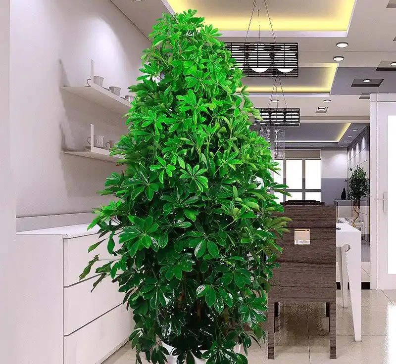 早春養鴨腳木,學會澆「4種水」,葉片碧綠油亮,觀賞價值高