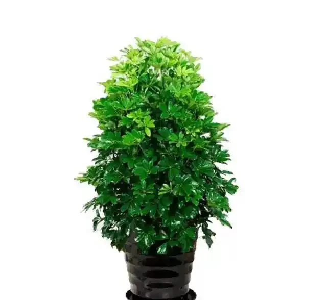 早春養鴨腳木,學會澆「4種水」,葉片碧綠油亮,觀賞價值高