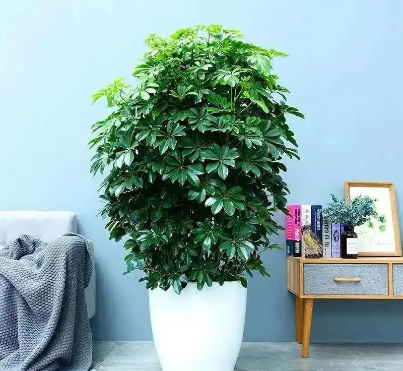 早春養鴨腳木,學會澆「4種水」,葉片碧綠油亮,觀賞價值高