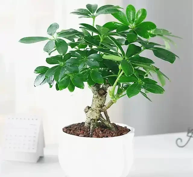 早春養鴨腳木,學會澆「4種水」,葉片碧綠油亮,觀賞價值高