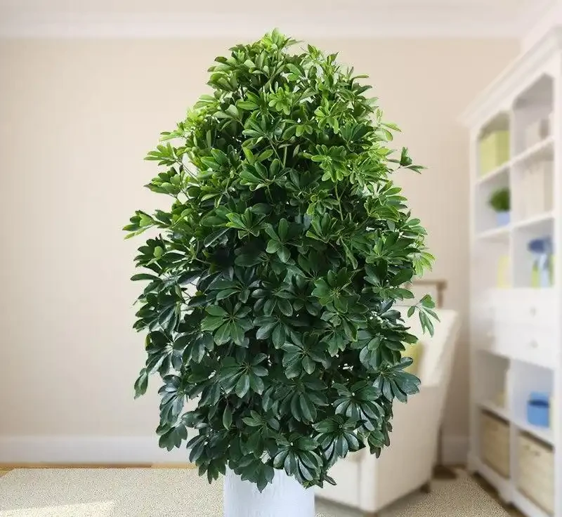 早春養鴨腳木,學會澆「4種水」,葉片碧綠油亮,觀賞價值高