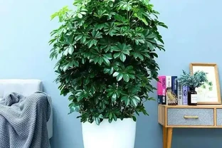 早春養鴨腳木，學會澆「4種水」，葉片碧綠油亮，觀賞價值高