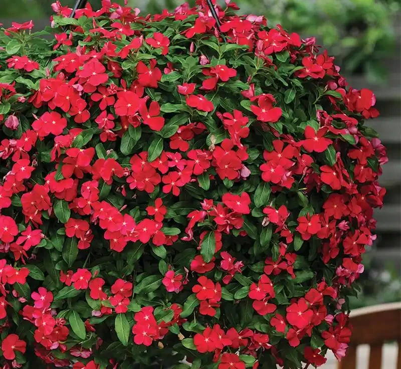 7種漂亮花,開花「密匝匝」,陽臺一放,四季賞花海