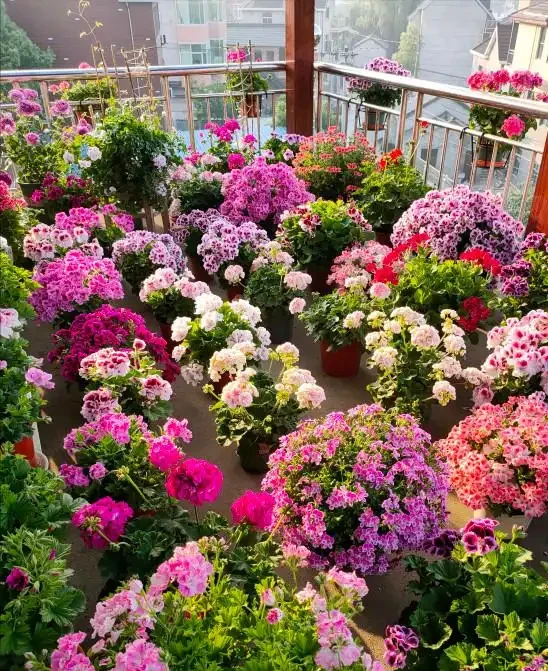 7種漂亮花,開花「密匝匝」,陽臺一放,四季賞花海