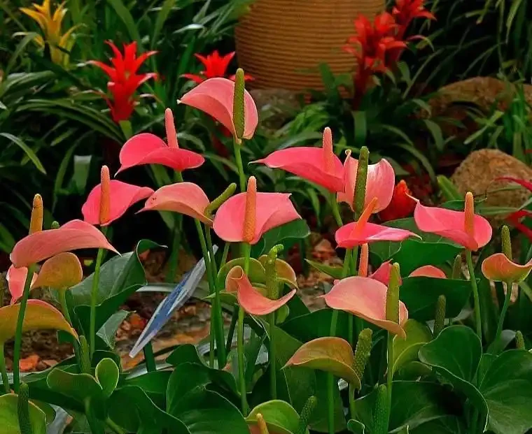 7種漂亮花,開花「密匝匝」,陽臺一放,四季賞花海