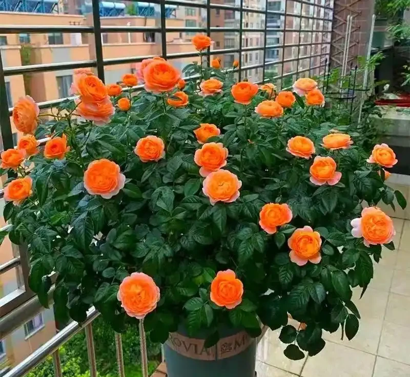 7種漂亮花,開花「密匝匝」,陽臺一放,四季賞花海