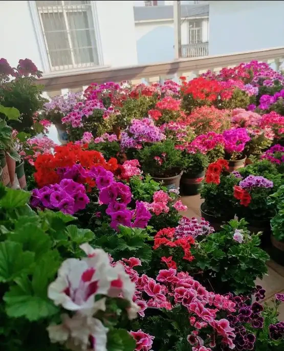 7種漂亮花,開花「密匝匝」,陽臺一放,四季賞花海