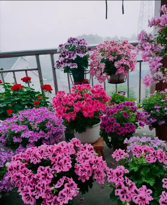 7種漂亮花,開花「密匝匝」,陽臺一放,四季賞花海