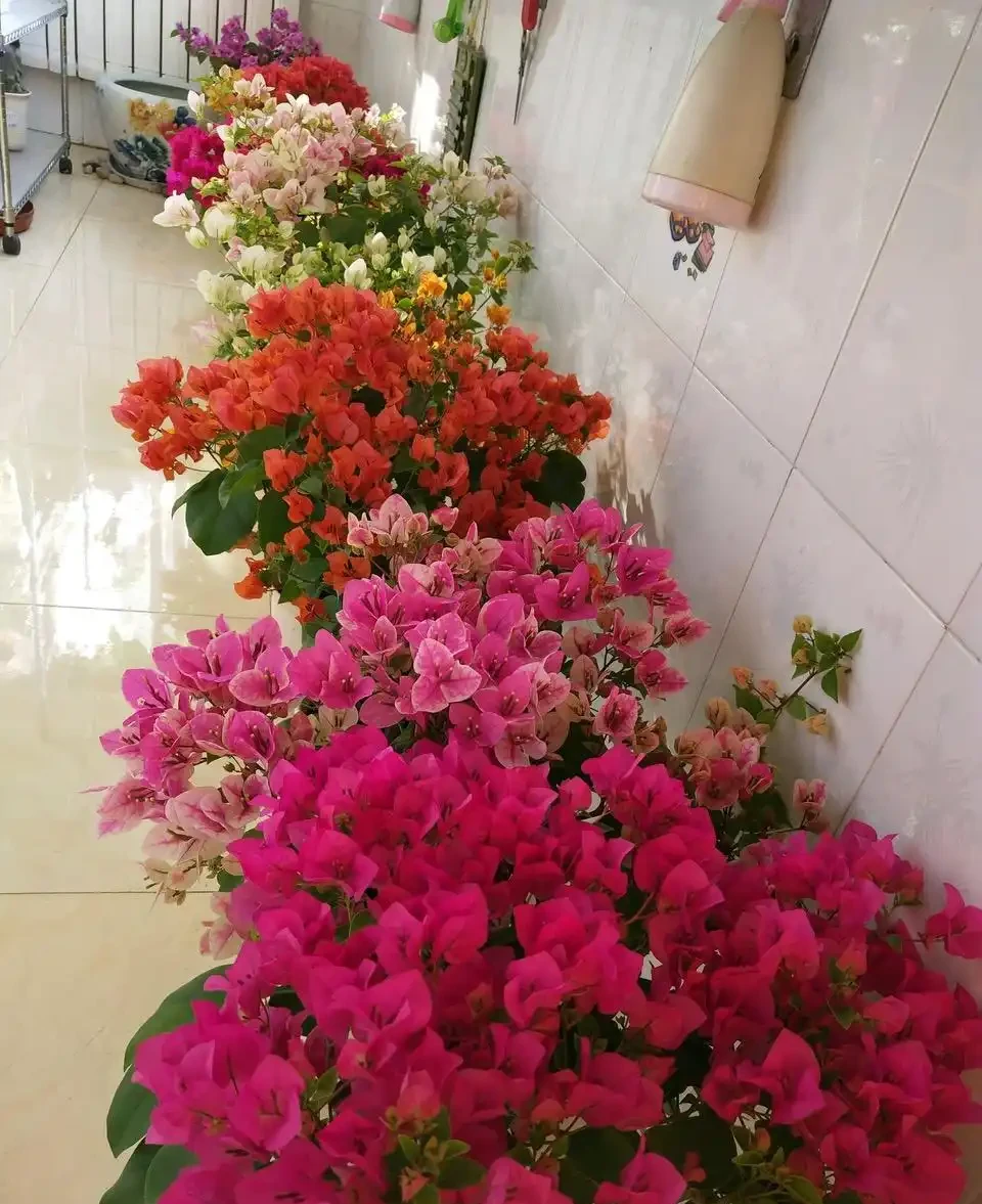 7種漂亮花,開花「密匝匝」,陽臺一放,四季賞花海