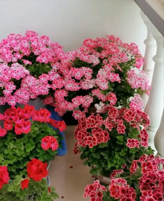 7種漂亮花,開花「密匝匝」,陽臺一放,四季賞花海