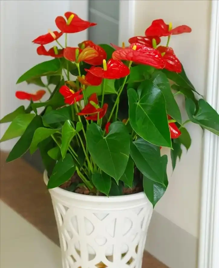 7種漂亮花,開花「密匝匝」,陽臺一放,四季賞花海
