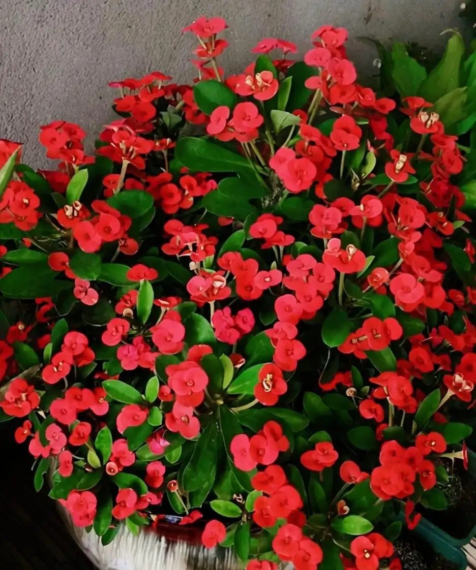 7種漂亮花,開花「密匝匝」,陽臺一放,四季賞花海