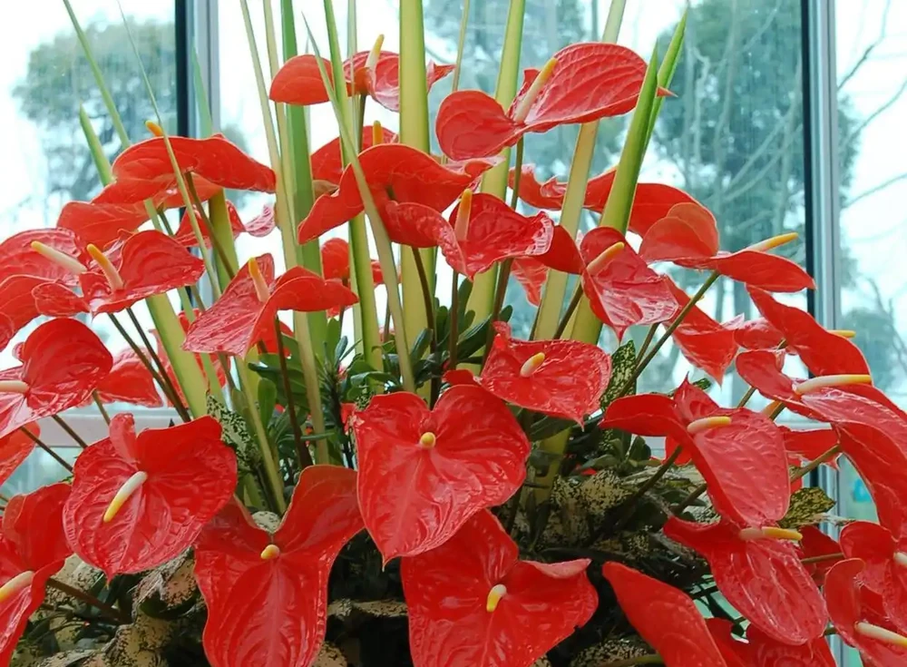 7種漂亮花,開花「密匝匝」,陽臺一放,四季賞花海