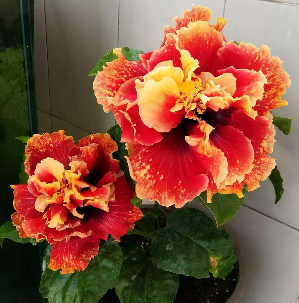 7種漂亮花,開花「密匝匝」,陽臺一放,四季賞花海