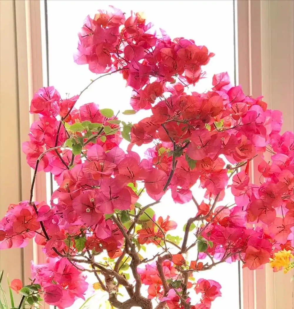 7種漂亮花,開花「密匝匝」,陽臺一放,四季賞花海