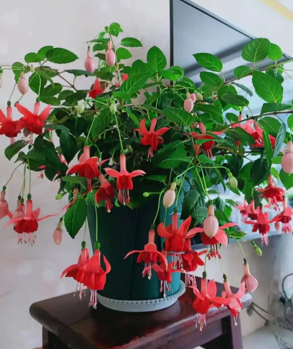 7種漂亮花,開花「密匝匝」,陽臺一放,四季賞花海