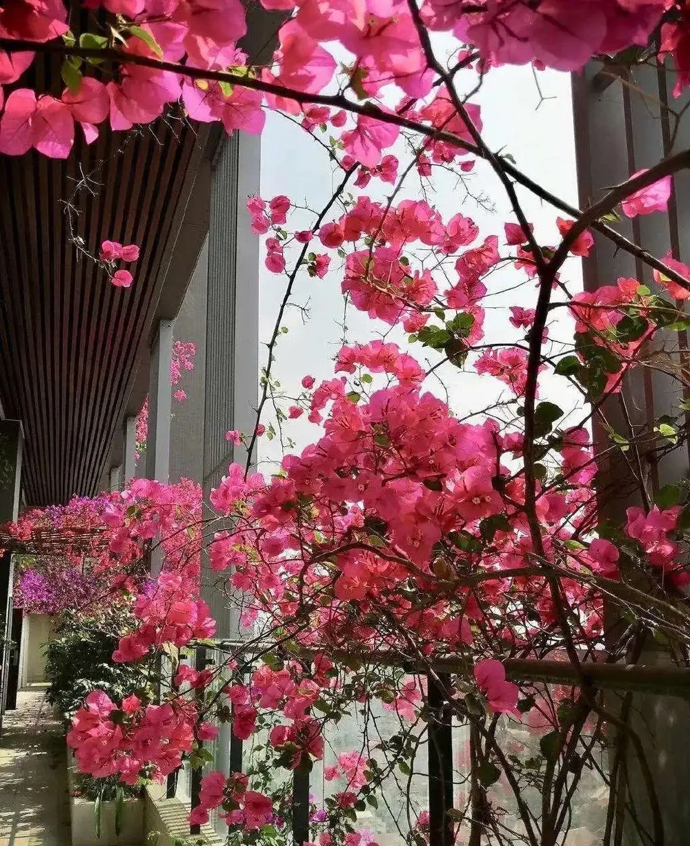 7種漂亮花,開花「密匝匝」,陽臺一放,四季賞花海