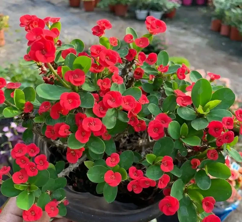 7種漂亮花,開花「密匝匝」,陽臺一放,四季賞花海