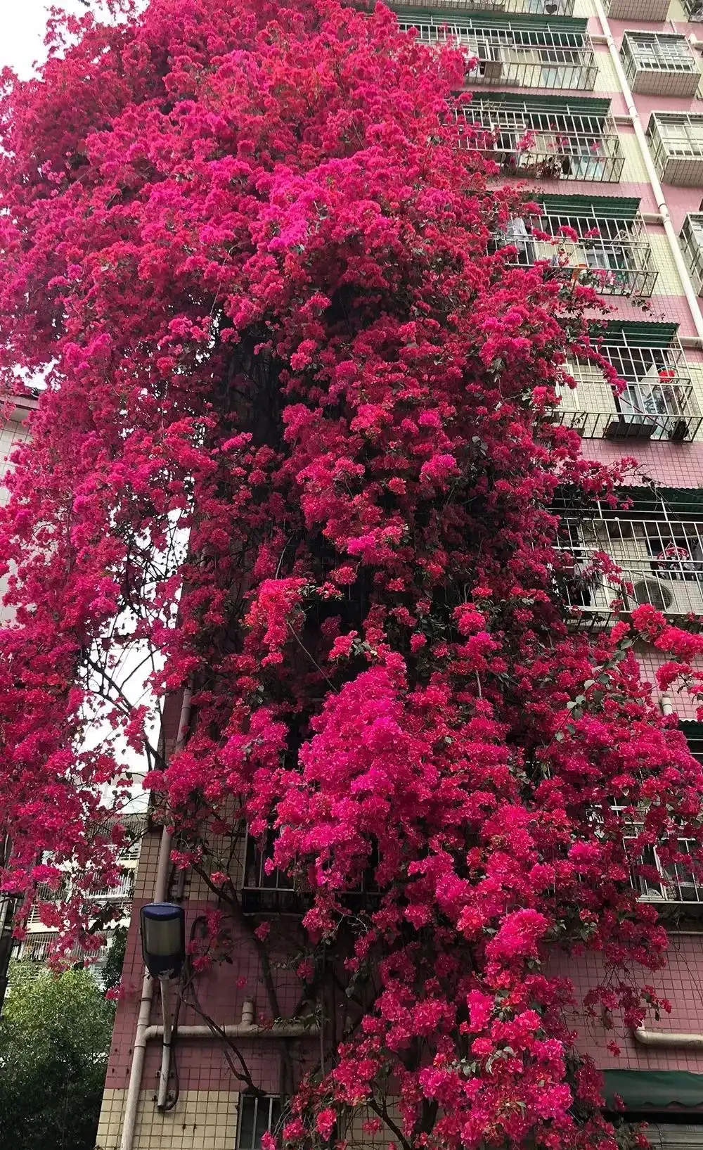 7種漂亮花,開花「密匝匝」,陽臺一放,四季賞花海