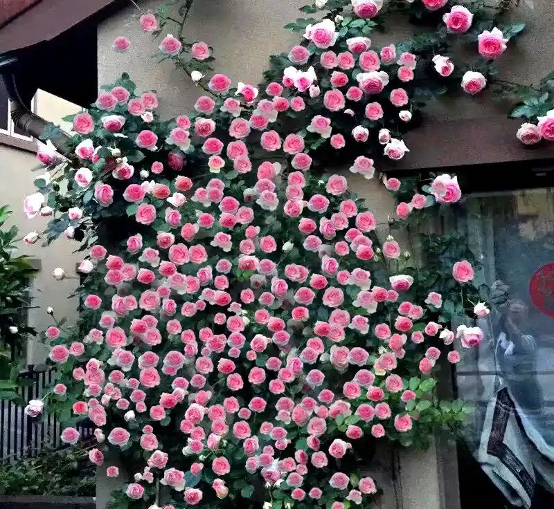 7種漂亮花，開花「密匝匝」，陽臺一放，四季賞花海