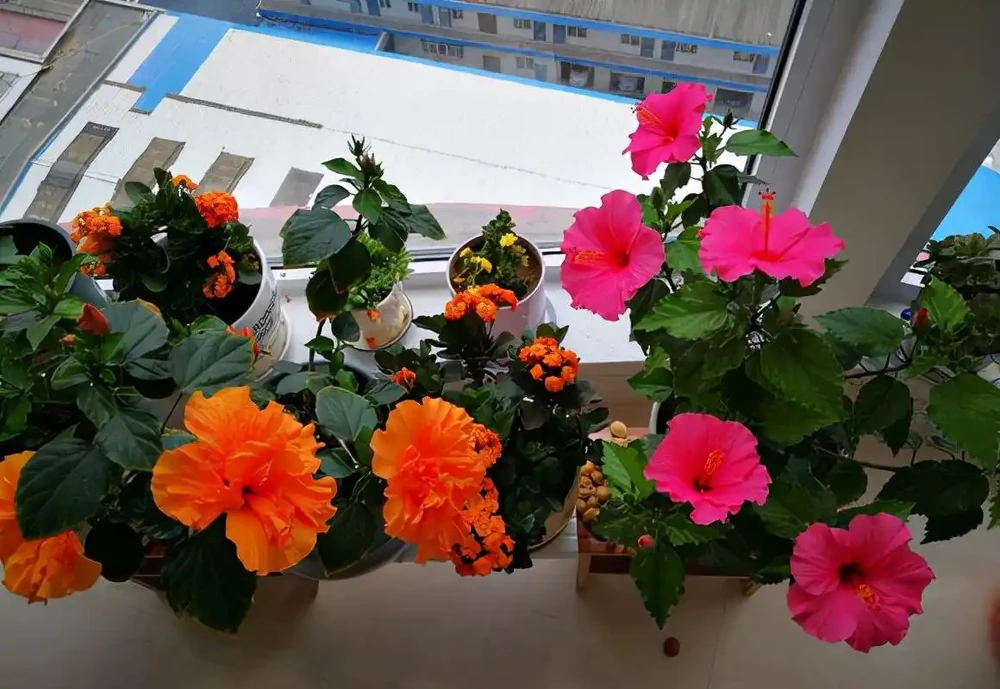 7種漂亮花,開花「密匝匝」,陽臺一放,四季賞花海