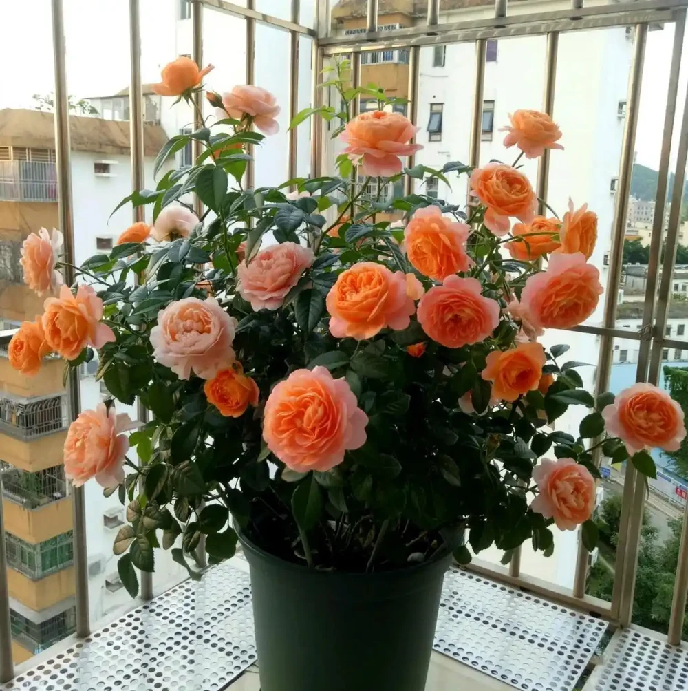 7種漂亮花,開花「密匝匝」,陽臺一放,四季賞花海