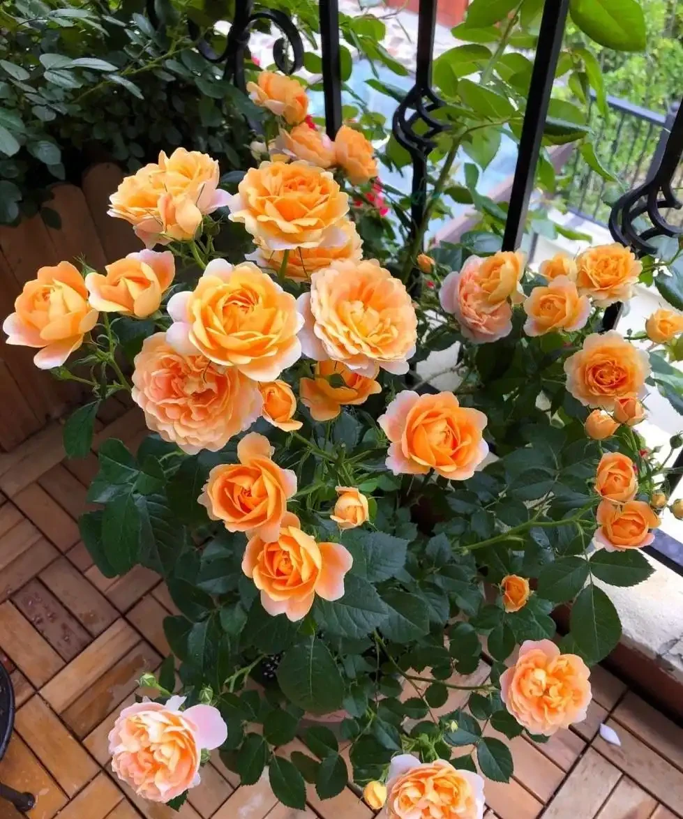 7種漂亮花,開花「密匝匝」,陽臺一放,四季賞花海