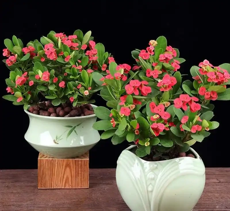 7種漂亮花,開花「密匝匝」,陽臺一放,四季賞花海