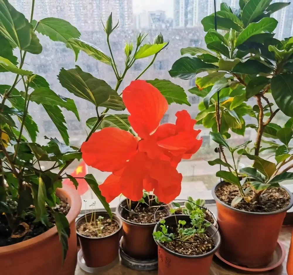 7種漂亮花,開花「密匝匝」,陽臺一放,四季賞花海