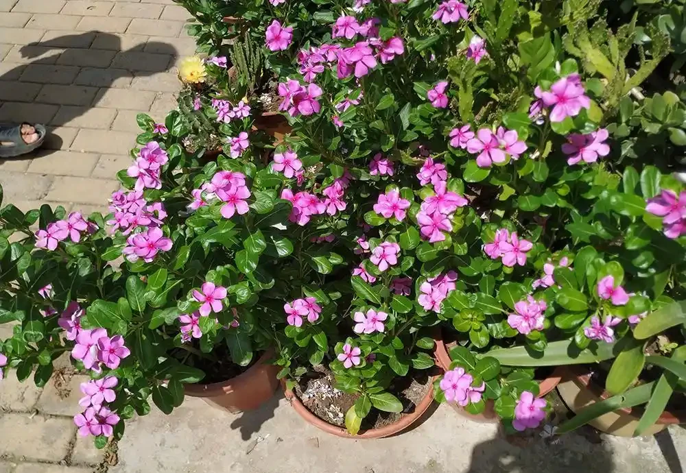 7種漂亮花,開花「密匝匝」,陽臺一放,四季賞花海