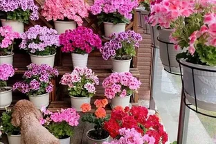 7種漂亮花，開花「密匝匝」，陽臺一放，四季賞花海