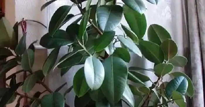 招財樹葉子下垂髮蔫及時補救方法