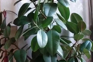 招財樹葉子下垂髮蔫及時補救方法