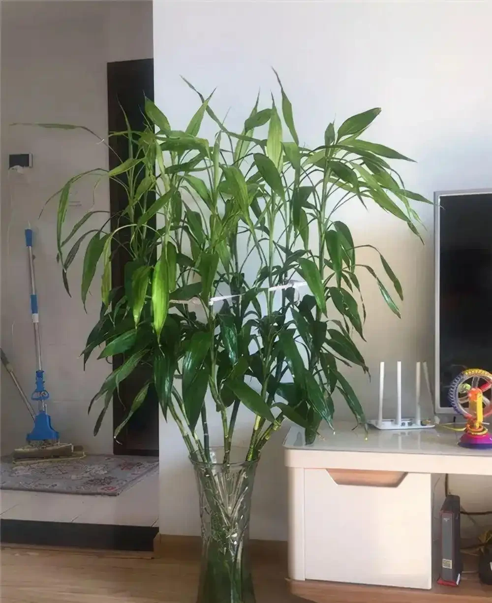 6種「健康花」，臥室一放，廢氣吸光，不失眠，睡覺香