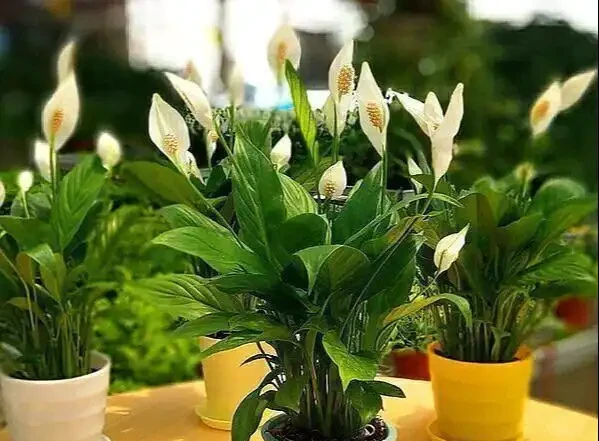 6種「健康花」，臥室一放，廢氣吸光，不失眠，睡覺香