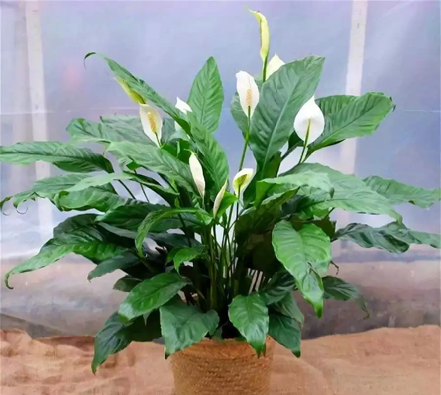 6種「健康花」，臥室一放，廢氣吸光，不失眠，睡覺香