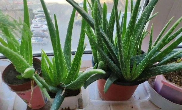 6種「健康花」，臥室一放，廢氣吸光，不失眠，睡覺香
