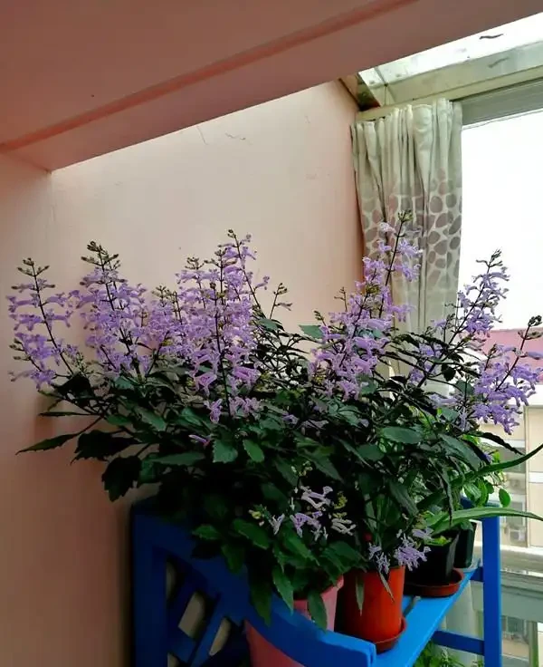6種「健康花」，臥室一放，廢氣吸光，不失眠，睡覺香