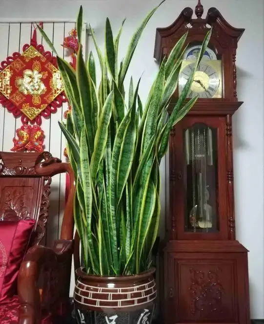 6種「健康花」，臥室一放，廢氣吸光，不失眠，睡覺香