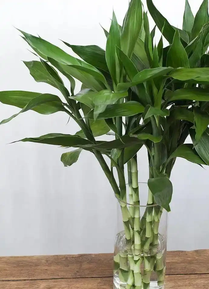 6種「健康花」，臥室一放，廢氣吸光，不失眠，睡覺香