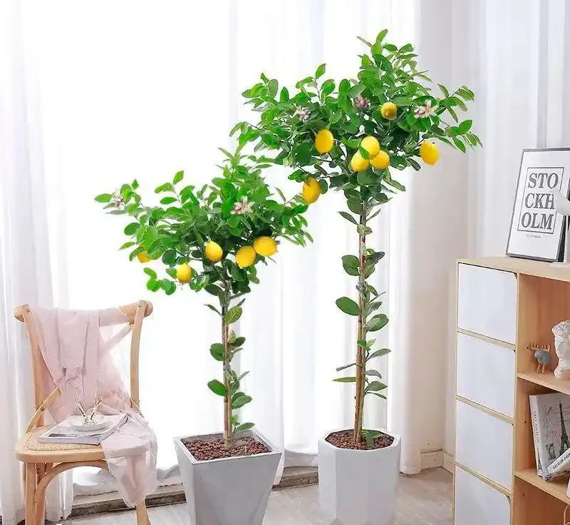 6種「健康花」，臥室一放，廢氣吸光，不失眠，睡覺香